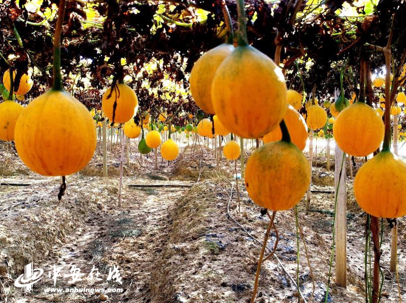 一线观察｜打响金招牌！一个地理标志"激活"一方经济