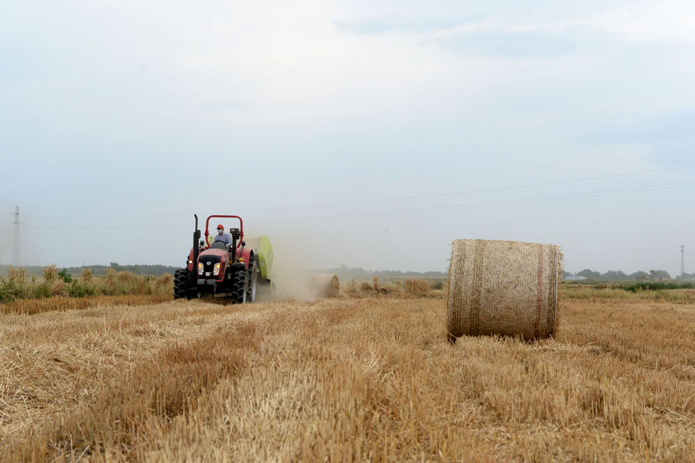 不寻常的耕耘，不一般的收获——我国夏粮主产区夏收观察