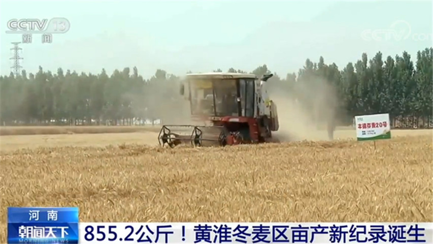 855.2公斤！黄淮冬麦区亩产新纪录诞生