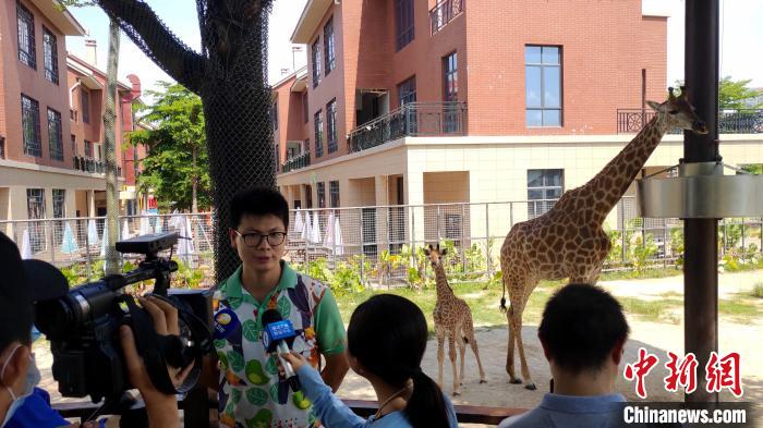 厦门灵玲国际马戏城动物保育员向记者介绍新生小长颈鹿的情况。　杨伏山 摄