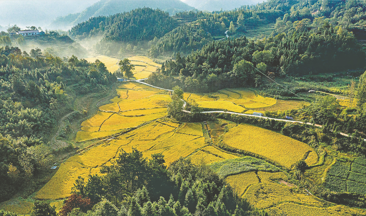 【庆丰收 迎小康】金寨县大畈村：高山稻米正飘香