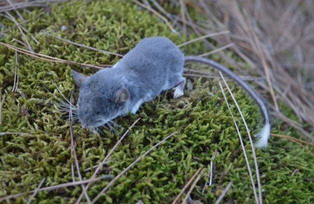 鼩鼱[qú jīng]！你认识吗？安徽发现了这个新物种