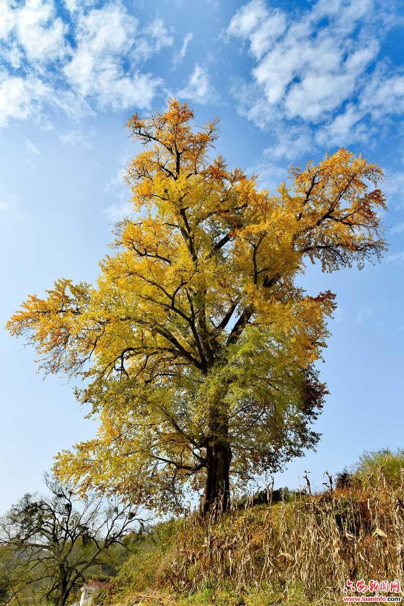 霍山：金秋西镇上“彩妆”
