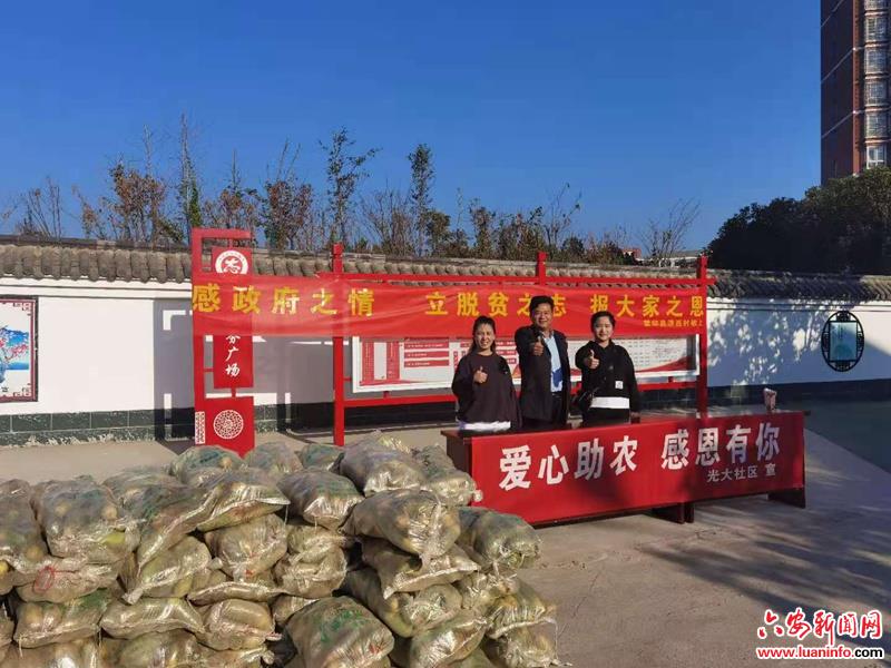 萝卜喜丰收  结对助脱贫