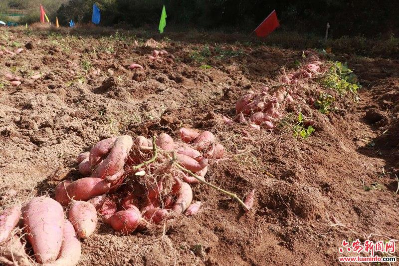舒城县河棚镇黄河村：特色红薯种植喜获丰收
