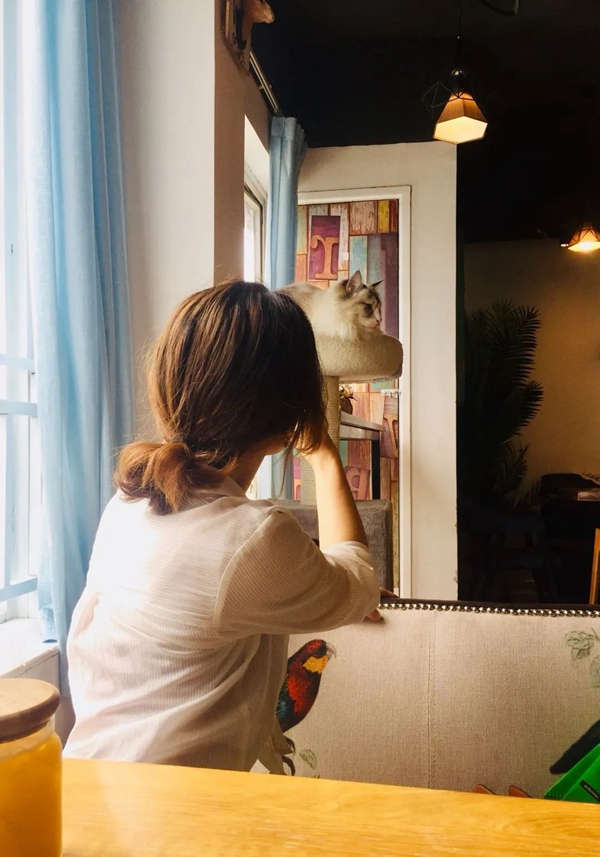吸猫成瘾养猫“致贫”？年轻人催热“猫咪经济”