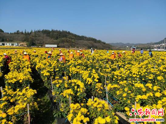 乡村振兴的产业支撑 菊花地里的“金饭碗”