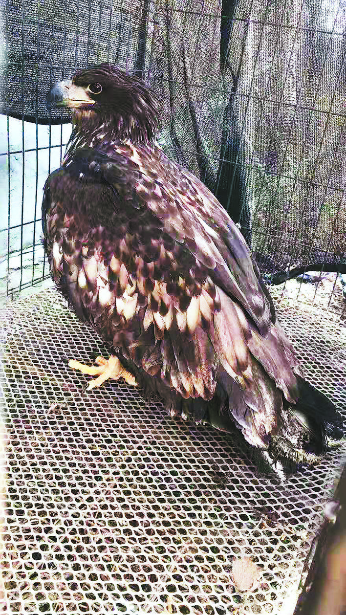 国家一级保护动物白尾海雕来肥养伤