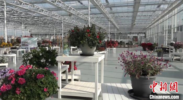 400万盆花已在准备 上海崇明“花花世界”等你来