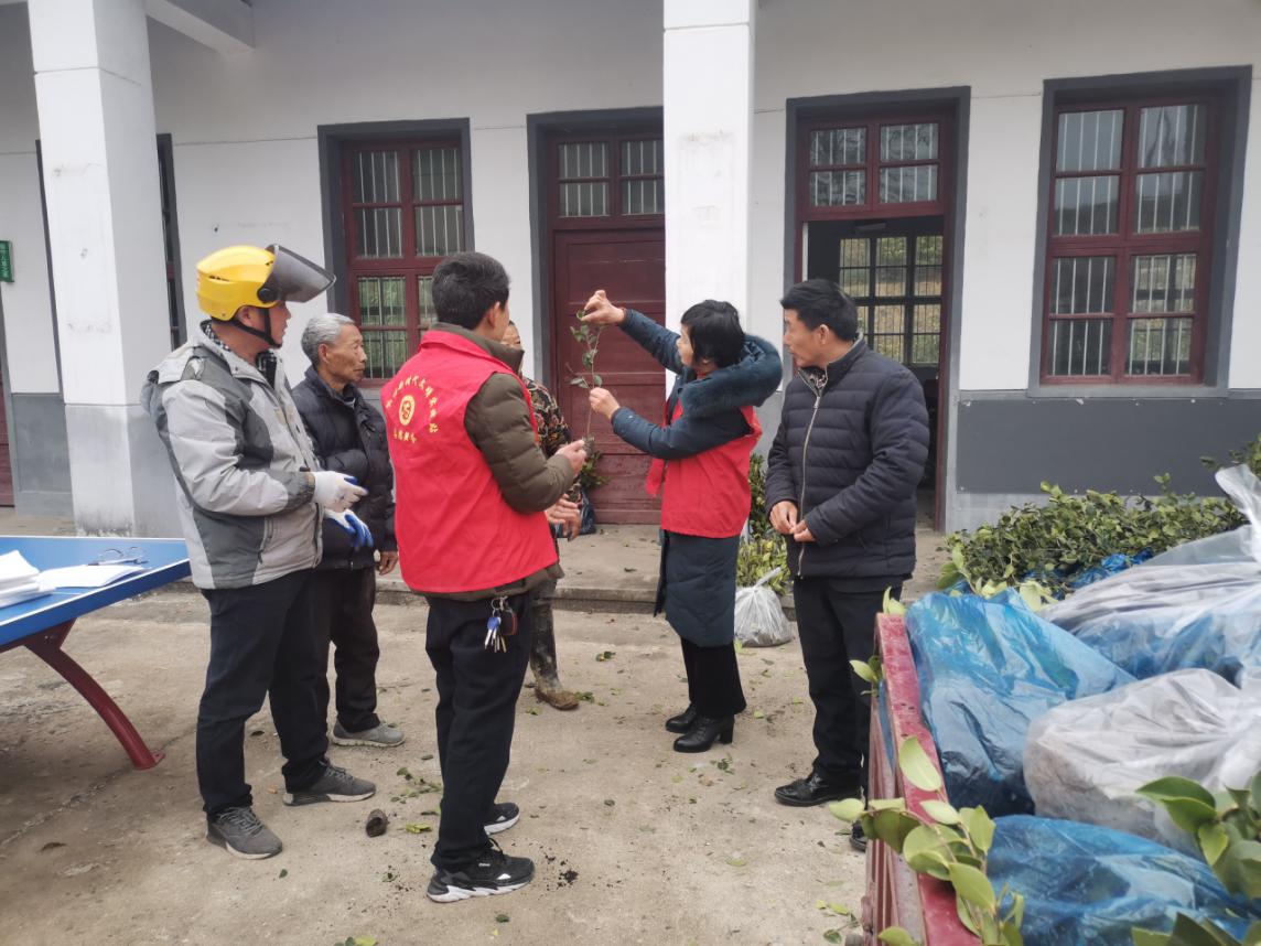 金寨县梅山镇新时代文明实践之小小油茶苗 稳固致富路