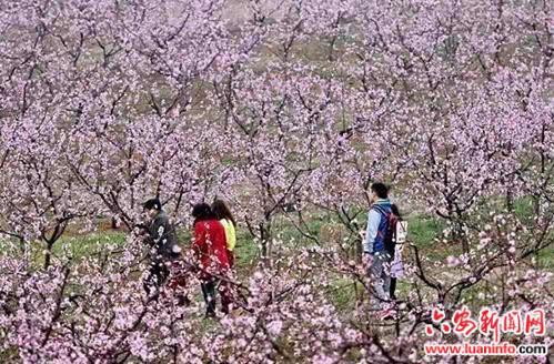  裕安区狮子岗乡：万亩桃花正开放 踏春赏花恰当时