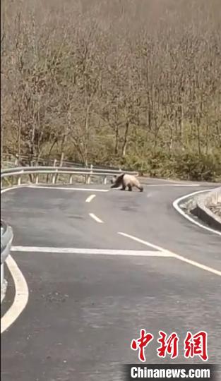大熊猫国家公园天全片区频现野生大熊猫
