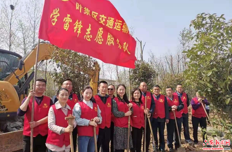 叶集区交通局积极开展义务植树活动