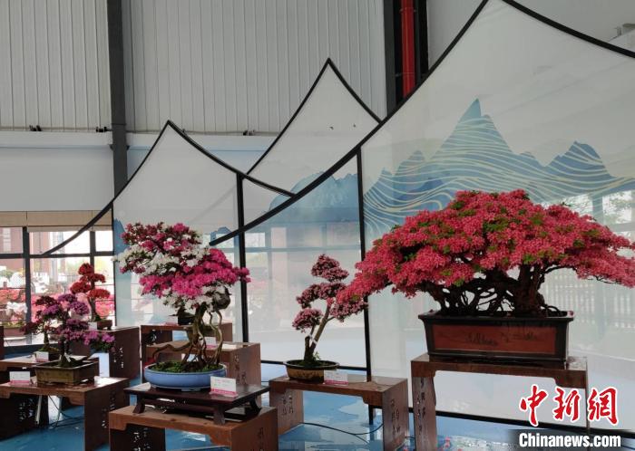 杜鹃花展中国馆内的精品杜鹃花。 唐娟 摄