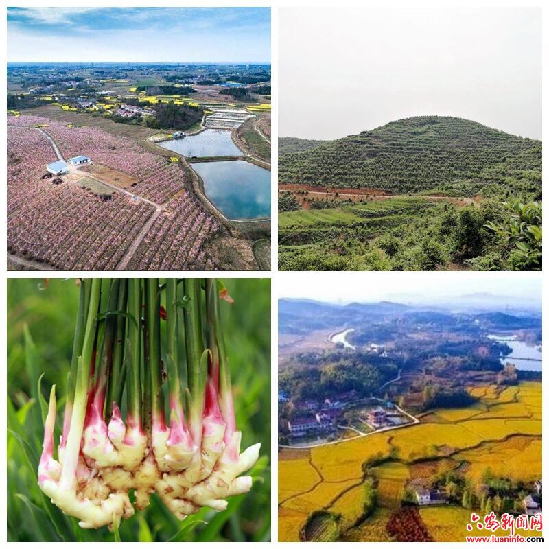 舒城县干汊河镇大力发展“一村一品”特色产业助推乡村振兴