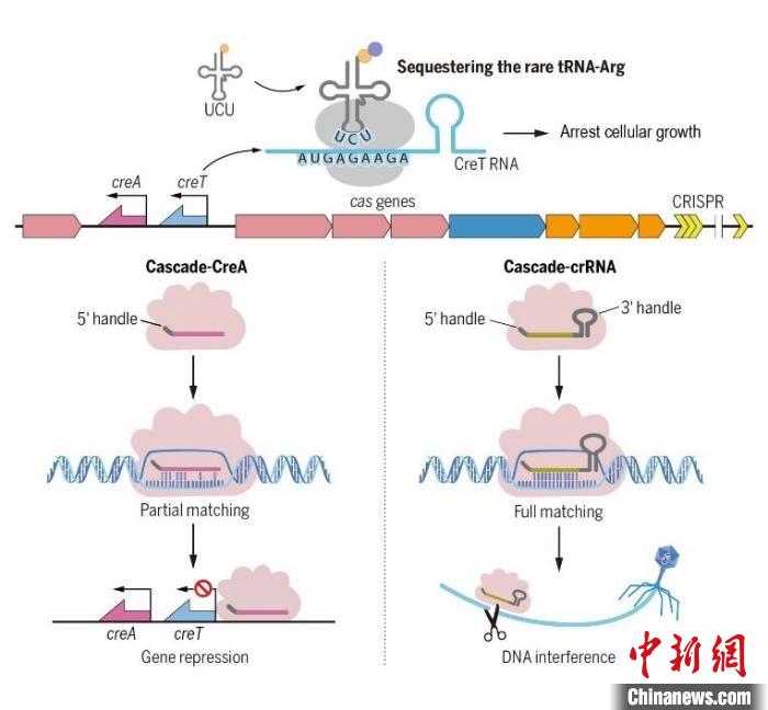 中科院团队揭秘微生物免疫系统“暗物质”之谜