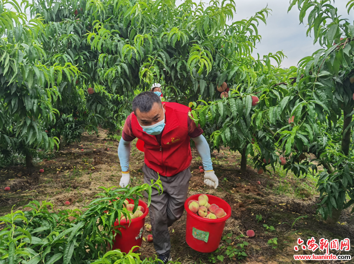 顺河镇开展“学党史、办实事”志愿服务活动
