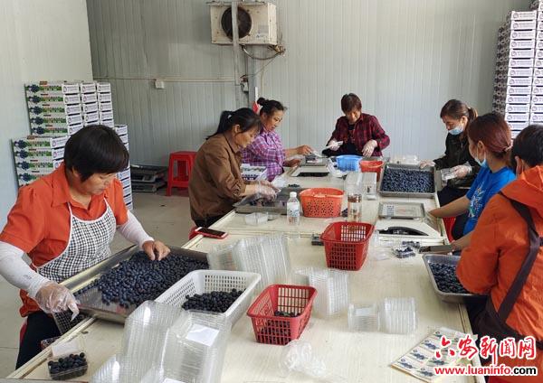 舒城县城关镇： “小蓝莓” 撬动“大产业” 