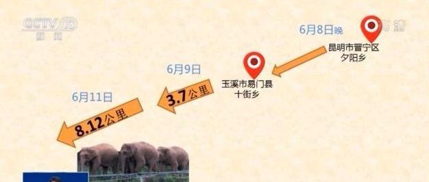 迂回十街乡近一周 大象“旅行团”为何不走了？