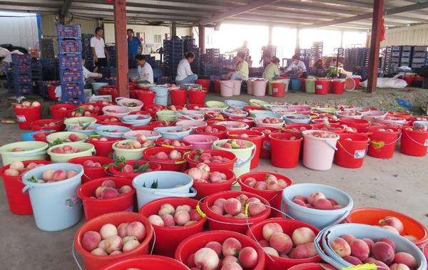 市一谷一带办组织召开安徽董郎农业产业园扩建项目座谈会