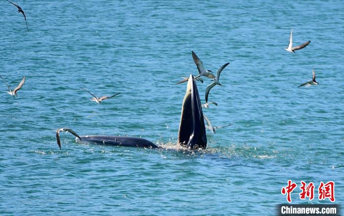 从来了不想走的布氏鲸 看深圳生态文明建设