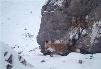 四川平武现“雪山飞狐”：赤狐疑冒着风雪寻食