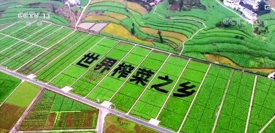 重庆涪陵：小榨菜有大产值 它一点也不“菜”