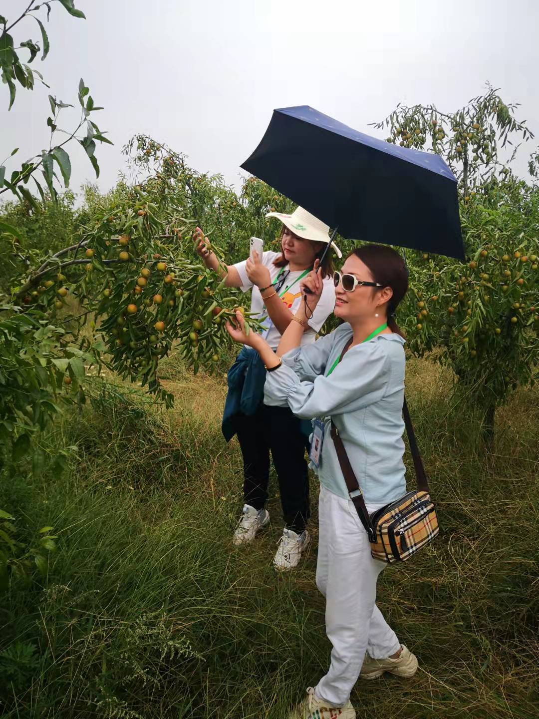 六安裕安单王乡：国庆到，冬枣熟