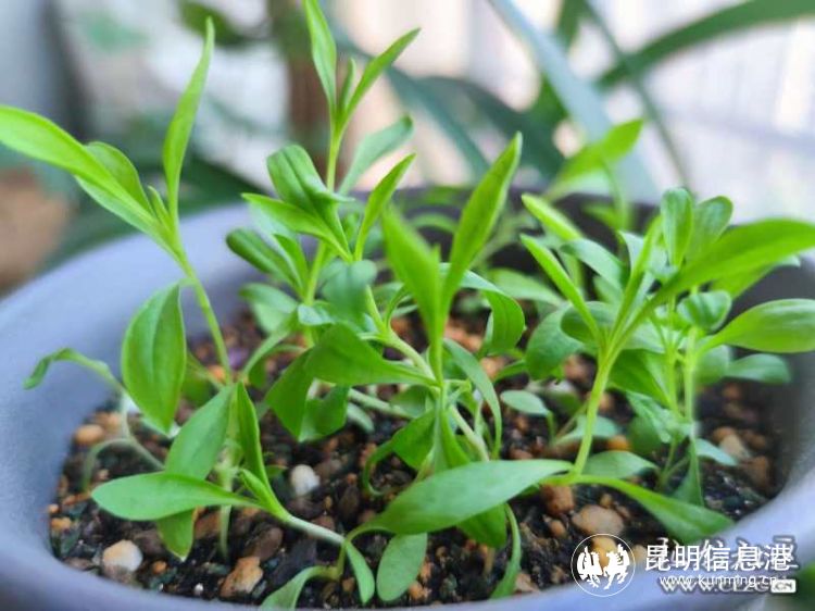 春城之邀“昆明的种子”在全国60余城生根发芽 百余家网媒聚焦COP15