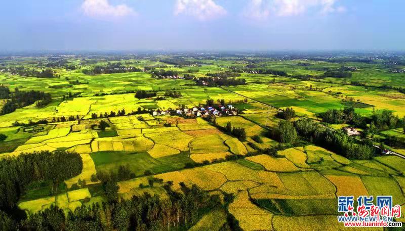 小龙虾托起贫瘠土地上的致富丰碑  