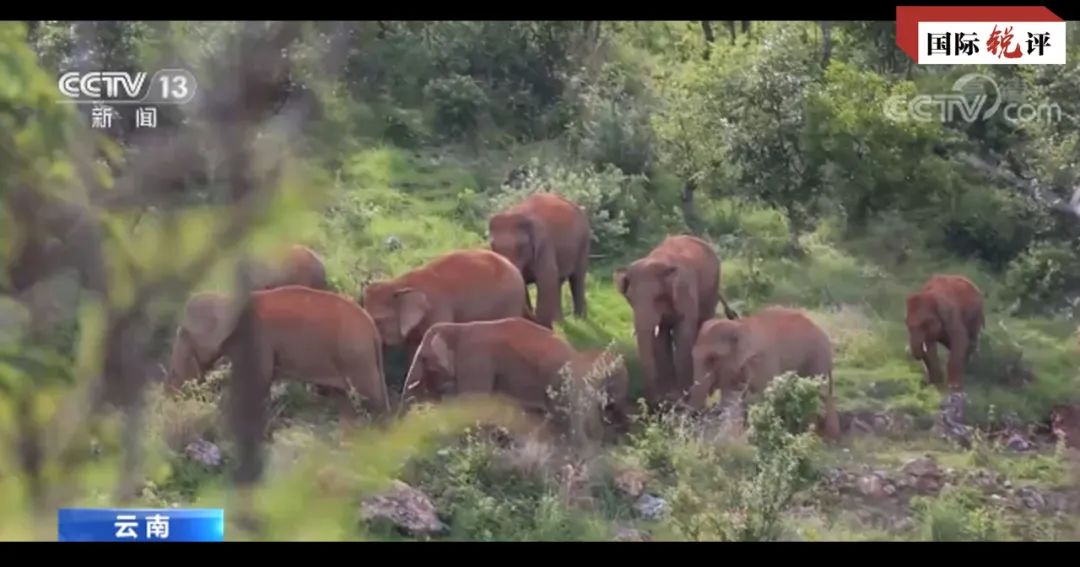 国际锐评丨构建地球生命共同体 “中国主张”指明方向贡献力量