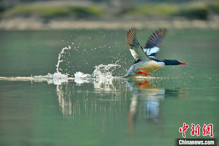 设立218个自然保护地 重庆市90%以上珍稀濒危野生动植物获保护