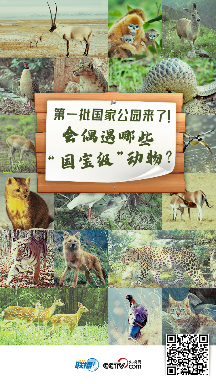 我们的共同家园｜第一批国家公园来了！会偶遇哪些“国宝级”动物？