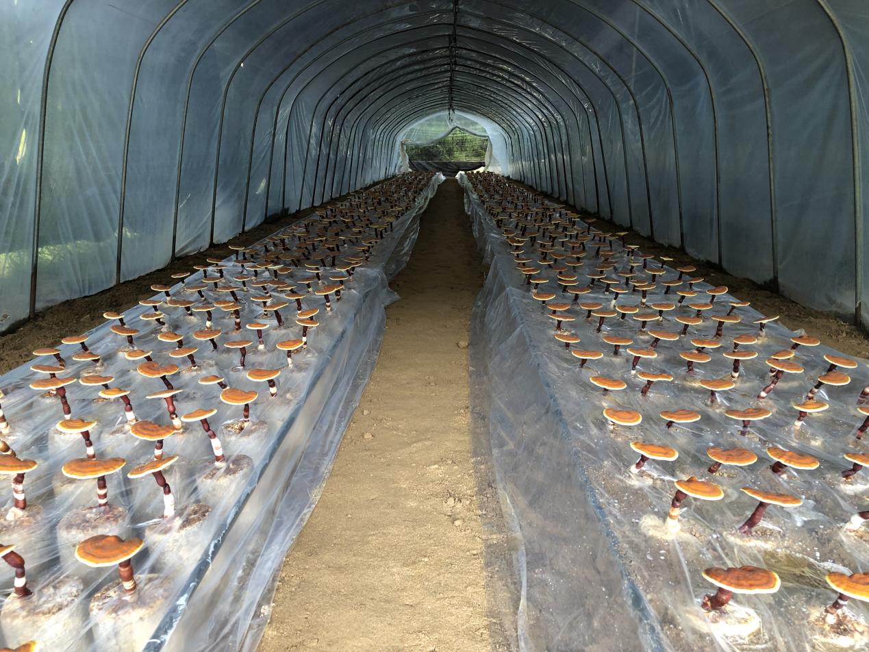 金寨县沙河乡：发展三产融合道路  提高村民生活水平