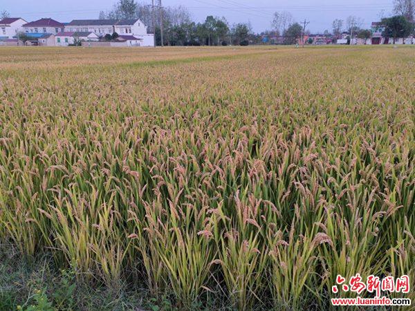 舒城县干汊河镇秋粮喜获丰收