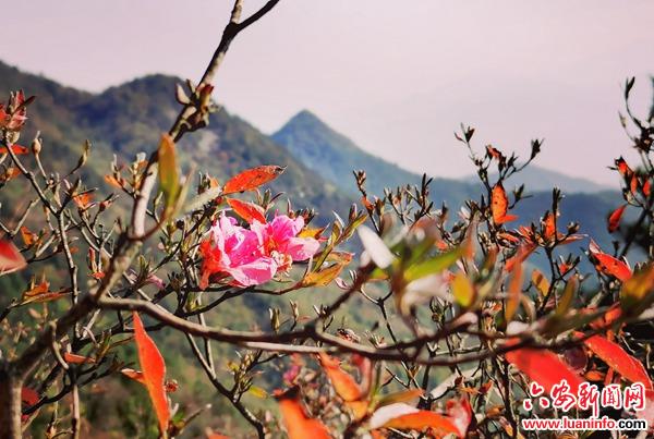 金秋山寨杜鹃开