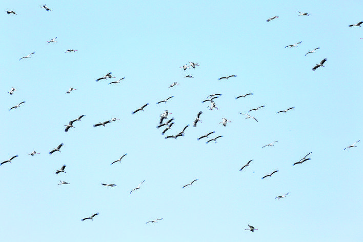 壮观！上千只“鸟类大熊猫”飞抵巢湖