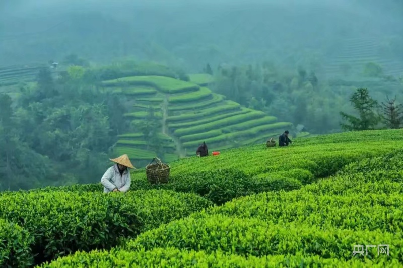 乡村振兴看福建|点头镇： 探访“中国白茶第一镇”