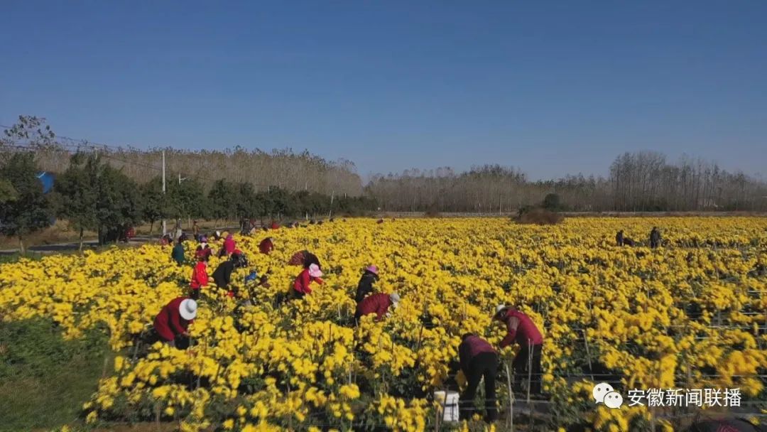 【巩固拓展脱贫攻坚成果】产业铺路 跑出乡村振兴加速度