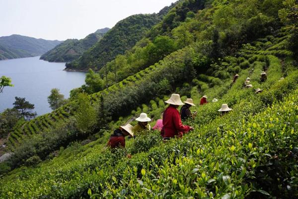 “食安安徽”权威信息出炉 “六安茶谷”上榜啦!