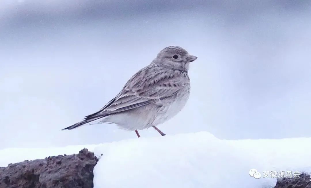 安徽新纪录！"新面孔"来了