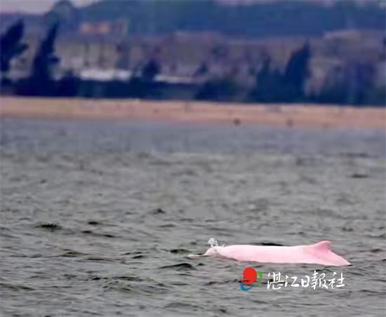 世纪同框！白海豚与钢铁厂相约湛江湾！