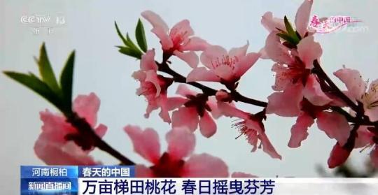 花开三月 春回大地 神州各地处处欣欣向荣