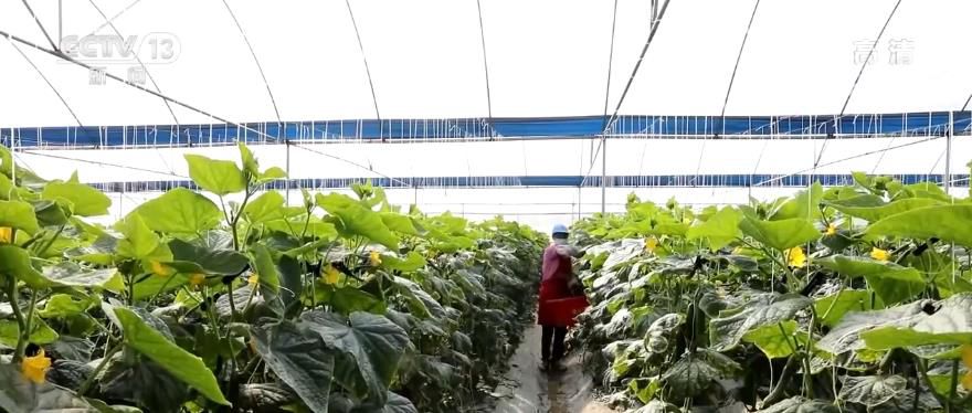 防疫情、保生产 确保蔬菜供应不断档