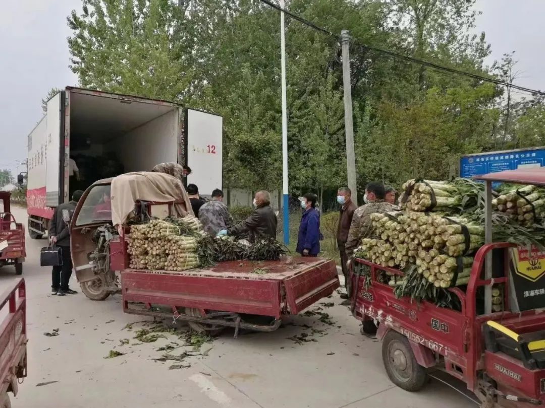 新鲜无病毒！大量新安蔬菜滞销中......