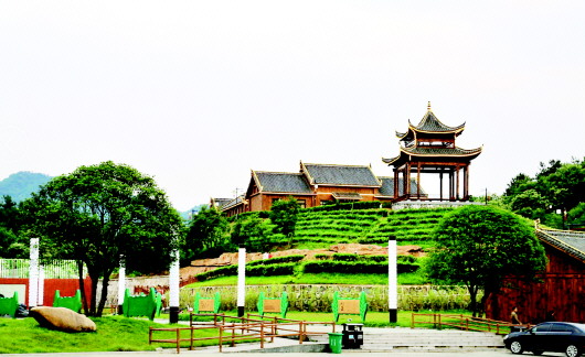 又逢新茶采摘时