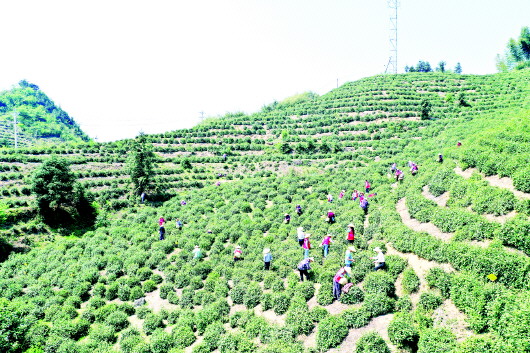 黄芽遇“寒冬”　政企解难题