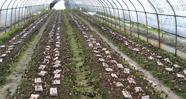 江苏常州：“特色农业”“产业活水”“数字乡村”，搭乘“乡村振兴”快车走出增收致富之路