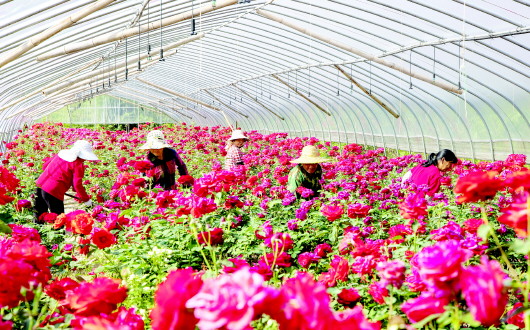 鲜花盛开漫西楼