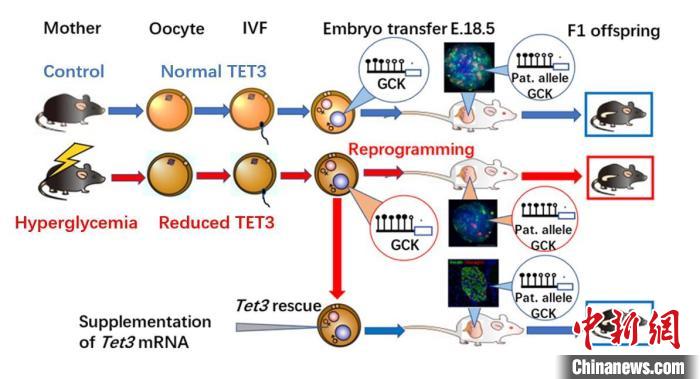 揭示糖尿病的传代“记忆”机制 浙大成果登《自然》